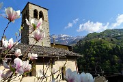 Spettacolo di crocus ai prati della Pigolotta di Valtorta il 26 aprile 2018 - FOTOGALLERY